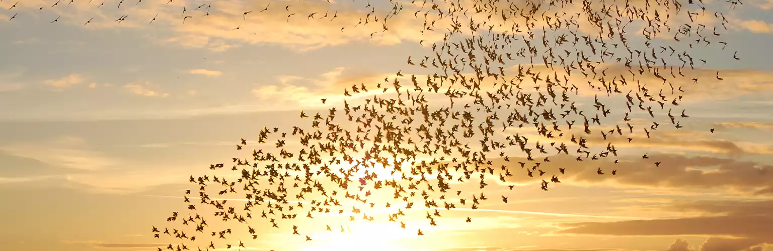 A flock of birds during a sunset